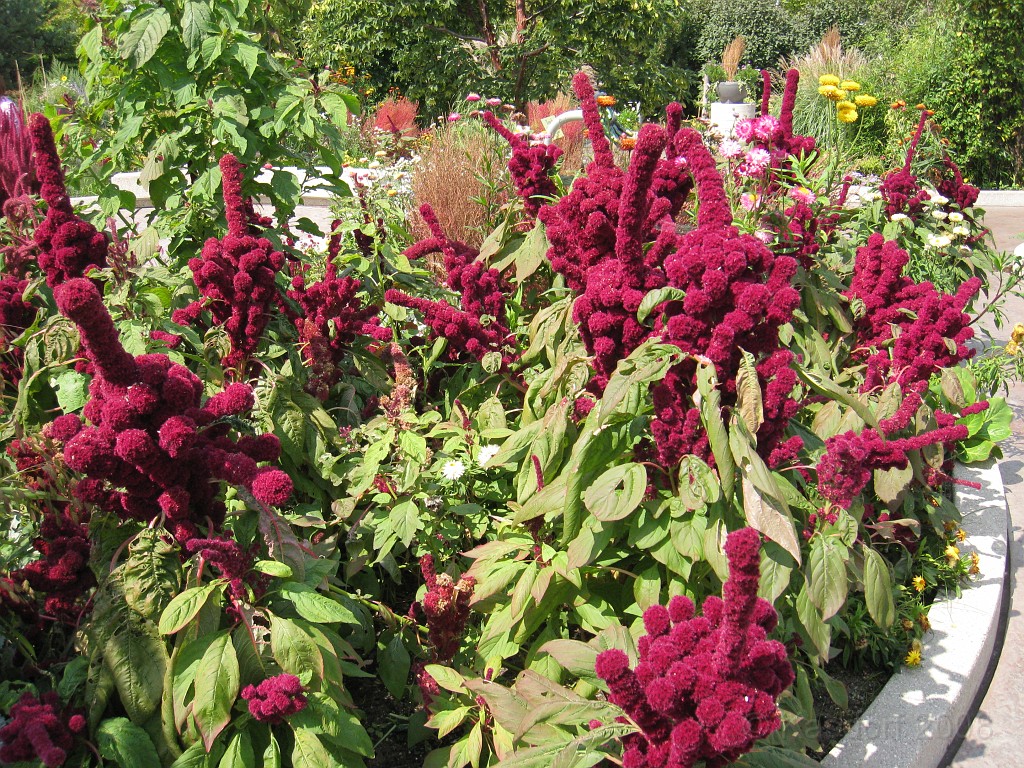 Michigans West Coast 2009 1655.jpg - Labor Day 2009. A trip along Michigans west coast to see beachs, art and buffets.